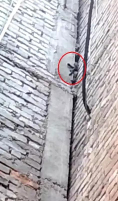 Firefighters Rescue Stranded Kitten from 25-Foot Pillar in Kanpur