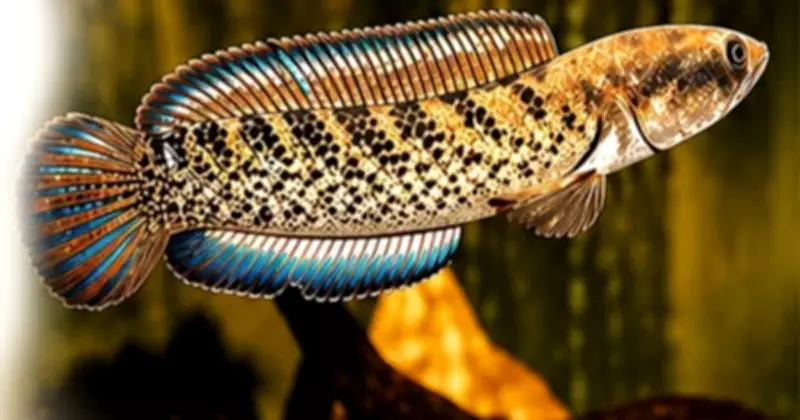 First Captive Breeding of Ornamental Channa Stewartii Fish Succeeds