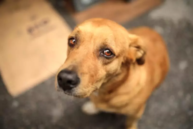 First-Ever National Statistics on Animal Cruelty Released by NCRB
