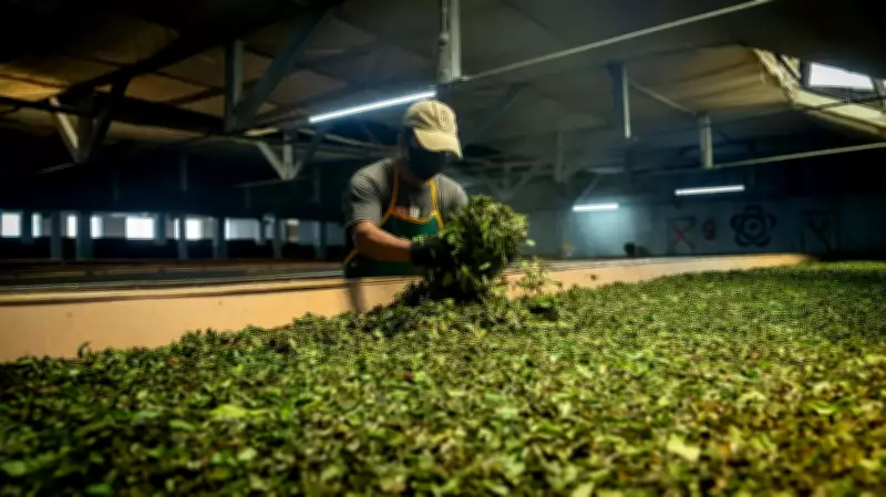 First Flush Tea: The Perfect Summer Brew for Tea Lovers