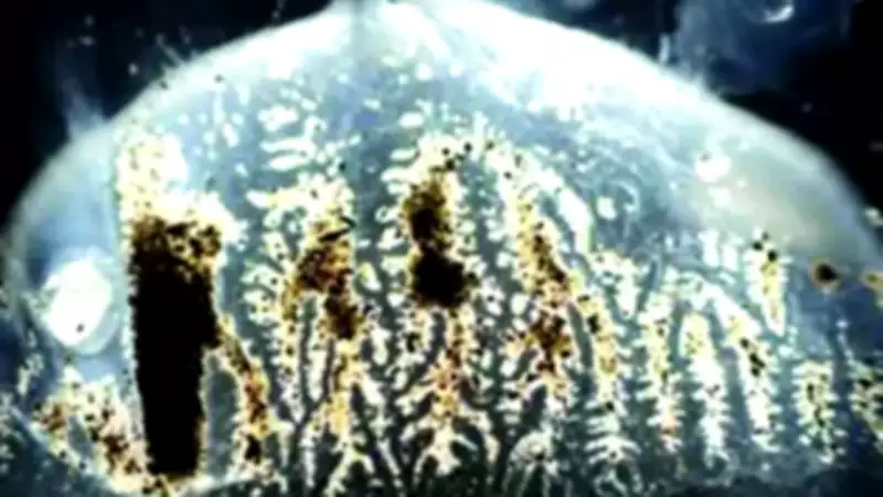 First Sighting of Highly Venomous Box Jellyfish in Indian Waters Reported by Goa Scientists