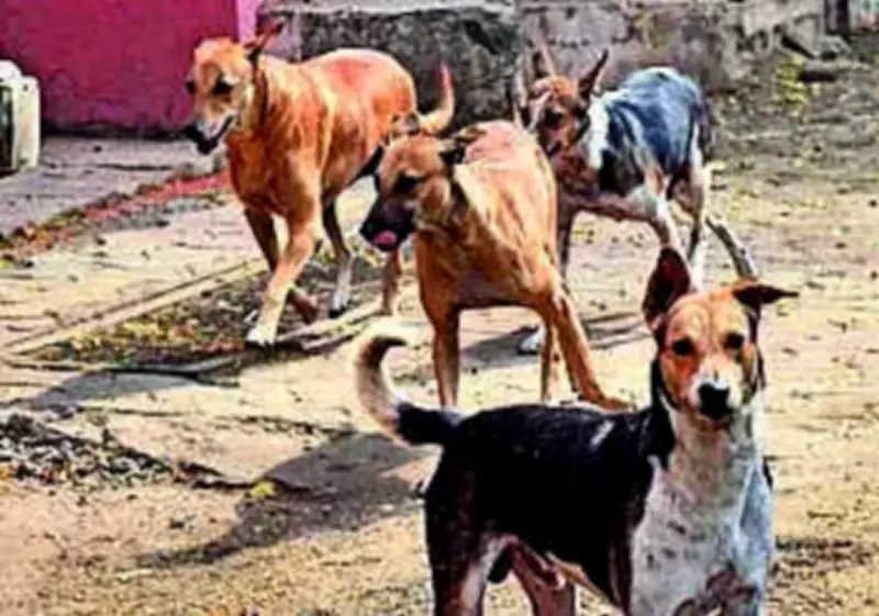 Five-Year-Old Boy Attacked by Stray Dogs in Vizag's Kurmannapalem