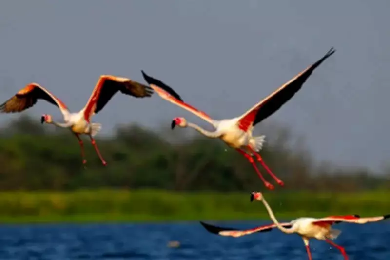 Flamingos Flock to Nandur Madhyameshwar Sanctuary in Rare Summer Sighting