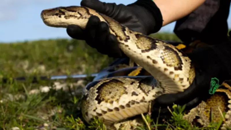 Florida Python Challenge 2026: Hunt Invasive Snakes for Cash Prizes Up to $10,000