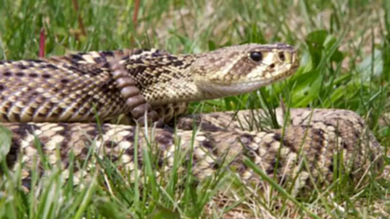 Florida Snake Guide: How to Identify Venomous Species and Stay Safe