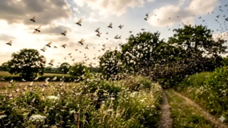 Flying Ant Swarms: Why They Appear After Rain and Their Mating Flights Explained