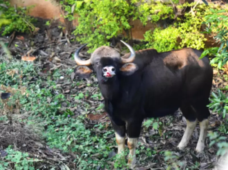 Forest Department Launches First Gaur Relocation in South India