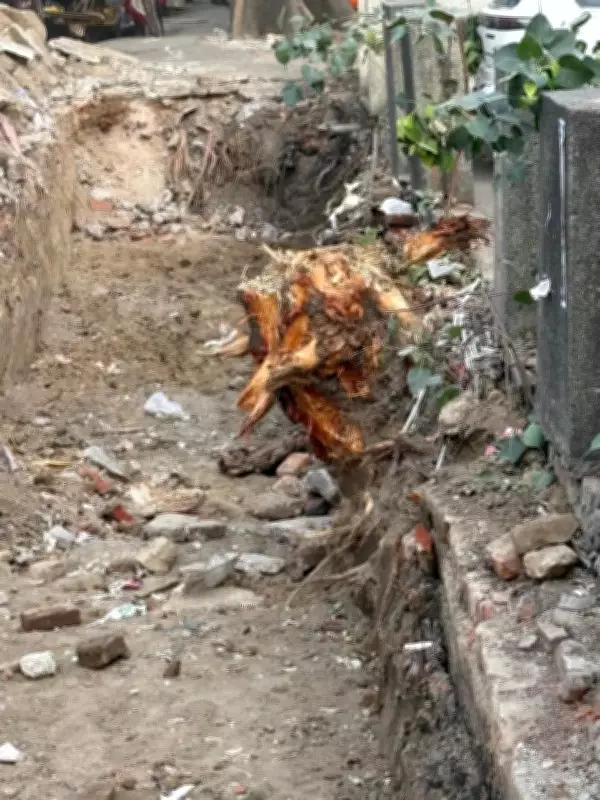Forest Dept Halts PWD Drain Work in Shalimar Bagh Over Illegal Tree Cutting