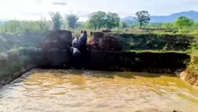 Forest Officials Rescue Four Elephants from Pond in Odisha's Angul