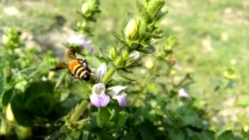 Forgotten Indian Plants That Attract Bees Better Than Expensive Flowers