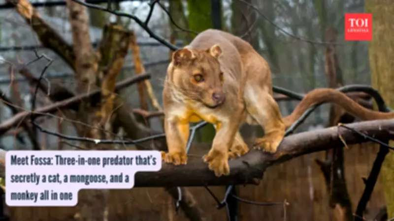 Fossa: Madagascar's Mysterious Predator That Defies Evolution