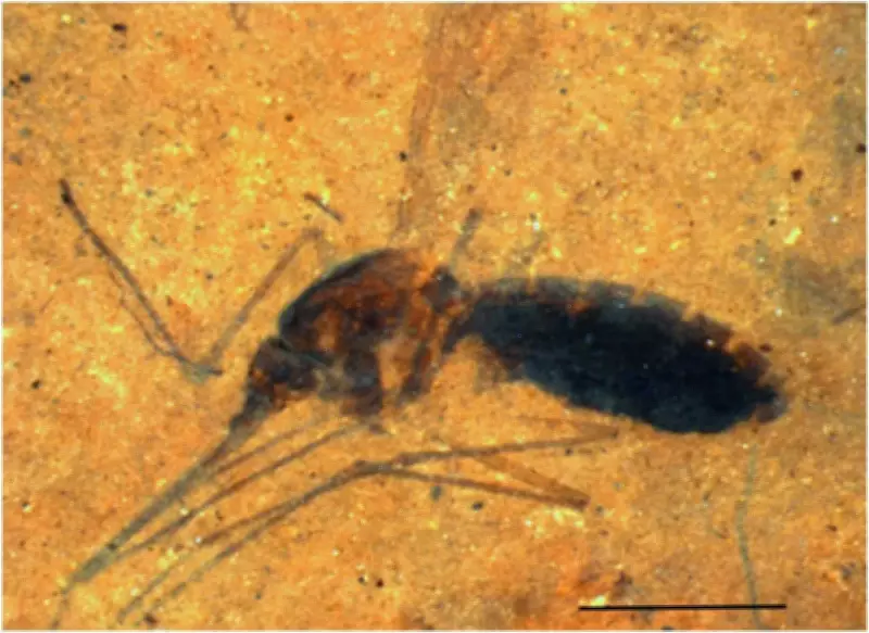 Fossil Mosquito with Blood Meal Found in Montana Shale