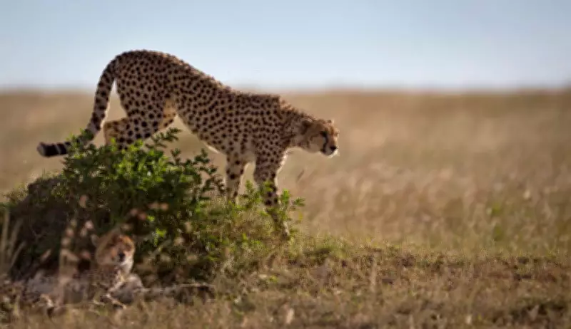Four Cheetah Cubs Found Dead in Madhya Pradesh's Kuno National Park