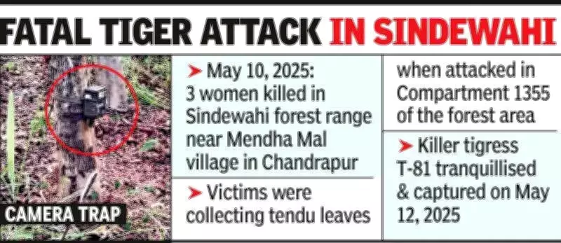 Four women killed in single tiger attack in Maharashtra's Chandrapur