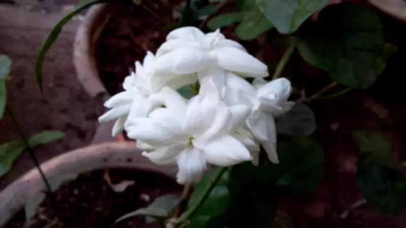 Fragrant Plants That Thrive in Indian Summer Heat