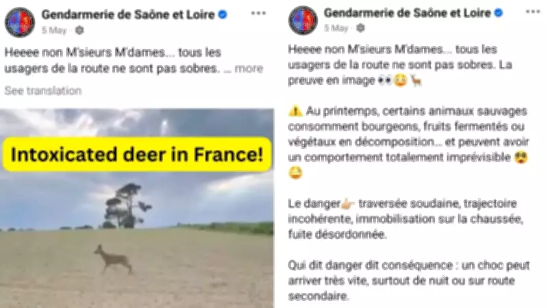 France warns drivers of drunk deer after fermented fruit consumption
