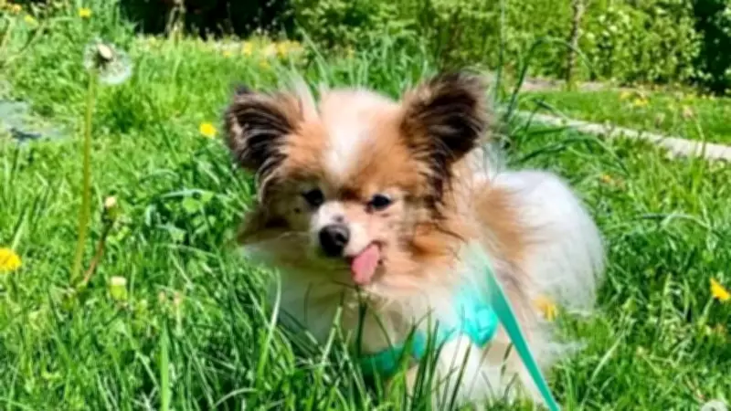 French Alps Papillon Dog Lazare, Aged 30, Becomes World's Oldest Living Dog