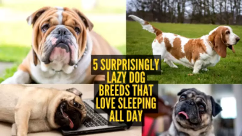 From Bulldogs to Pugs: 5 Surprisingly Lazy Dog Breeds That Love Sleeping All Day