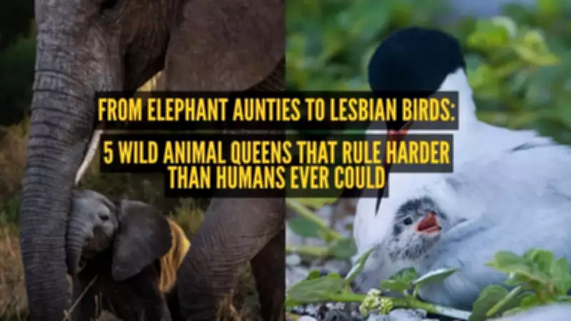 From Elephant Aunties to Lesbian Birds: 5 Wild Animal Queens That Rule Harder Than Humans