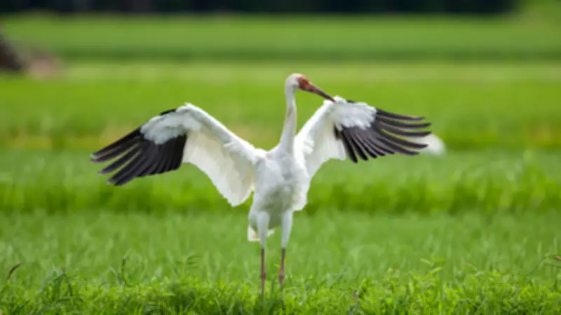 From Flamingos to Siberian Cranes: 6 Stunning Migratory Birds in India