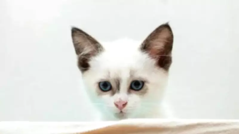 From Japan to Turkey: Why Some Cultures Treat Cats Like Royalty
