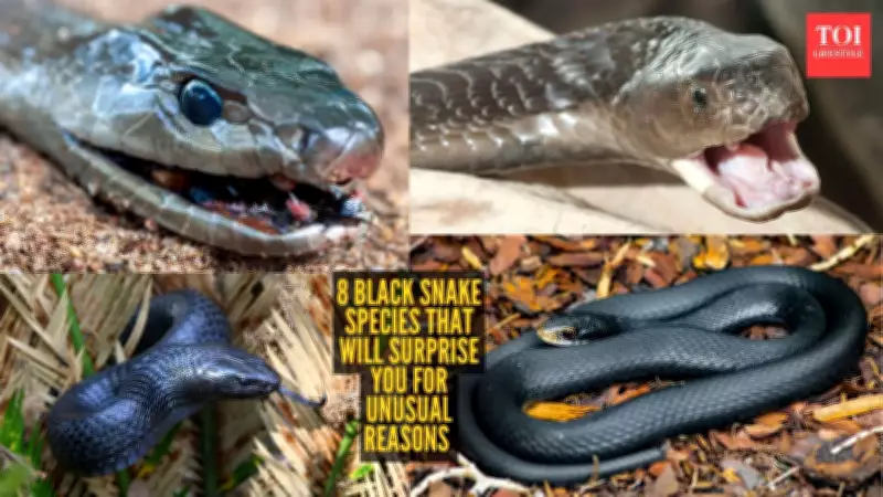 From Mamba to Kingsnake: 8 Black Snake Species with Unique Traits