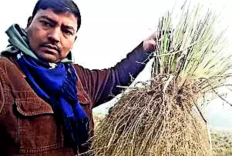 From MNC Job to Farming Success: Man's Inspiring Journey in Bihar