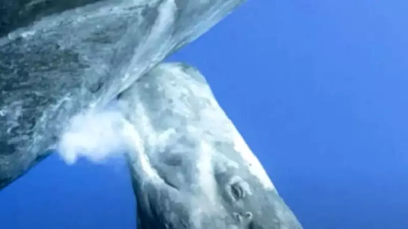 From Seals to Whales: 7 Animals with the Thickest Milk on Earth