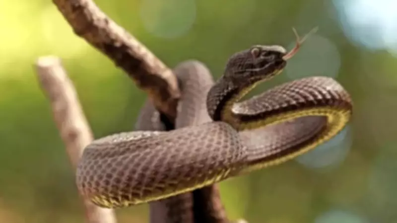 From Snakes to Crabs: Animals That Shed Their Skin and Why