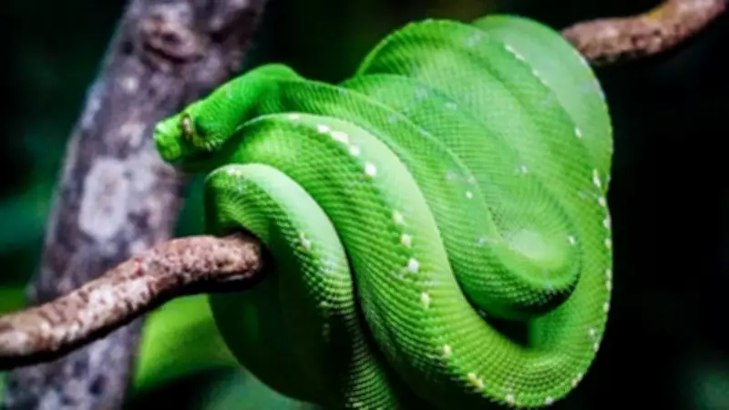 From Vine Snakes to Mambas: 8 Green Snakes You Should Know About