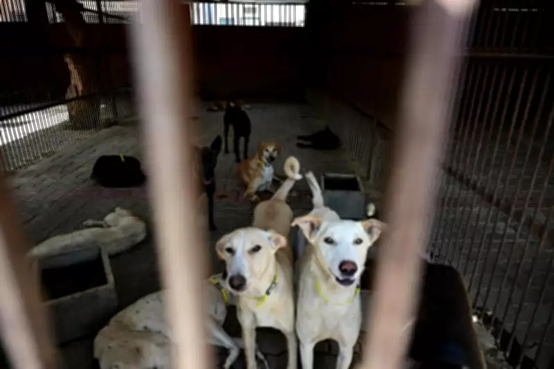 Ghaziabad: Stray Dogs Not Marked Aggressive Despite Bite Rules