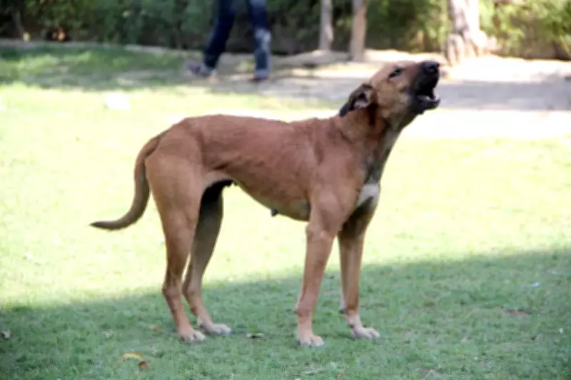 Ghaziabad Ward 100 Achieves 100% Sterilisation of Community Dogs
