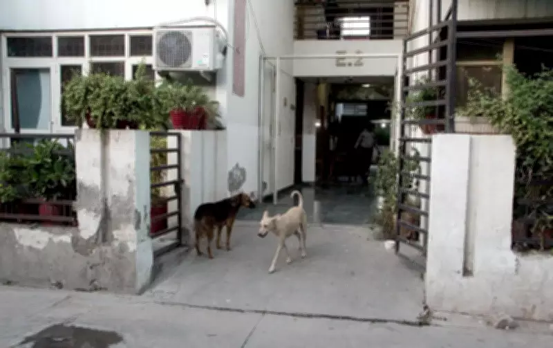 Ghaziabad ward achieves 100% sterilisation of stray dogs, a first in UP