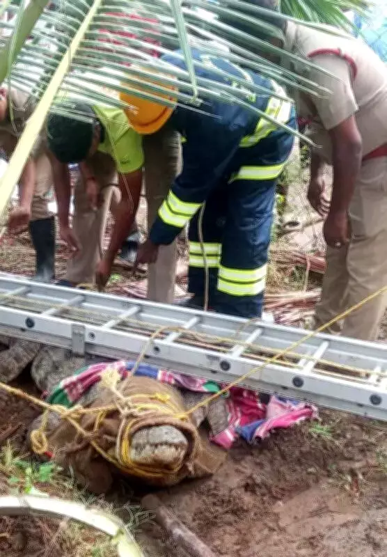 Giant Crocodile Rescued from Coconut Grove in Trichy, Released Near Kallanai