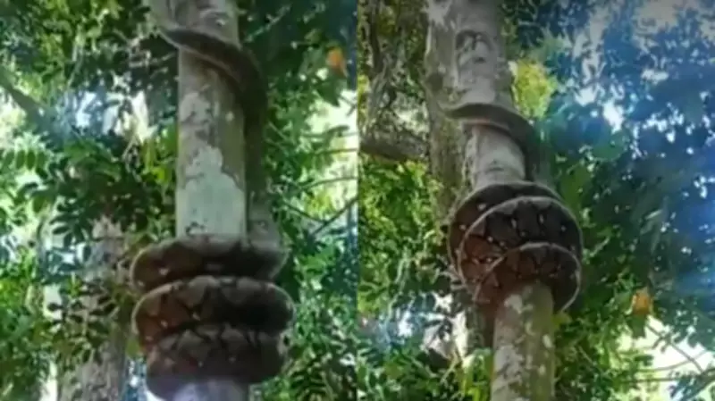 Giant Indian Rock Python Climbing Tree Goes Viral, Amazes and Terrifies Viewers