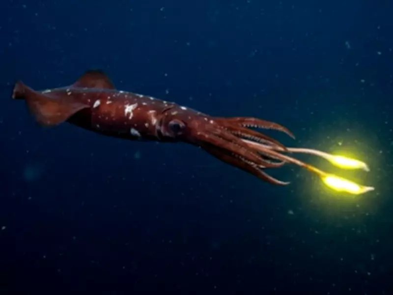Giant Squid Discovery in Western Australia's Deep Canyons Using eDNA