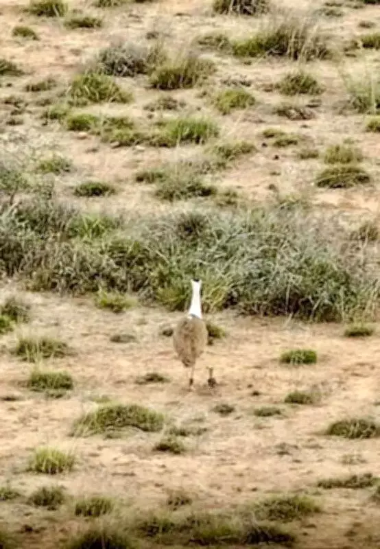 GIB Chick Death Shocks Gujarat into Action on Breeding Centre
