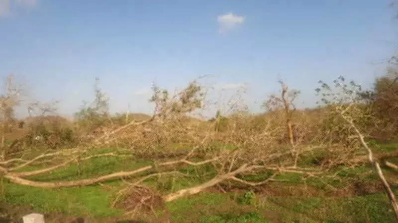 Gir Forest Still Waiting for Removal of 86,969 Trees Uprooted by Cyclone Tauktae in 2021
