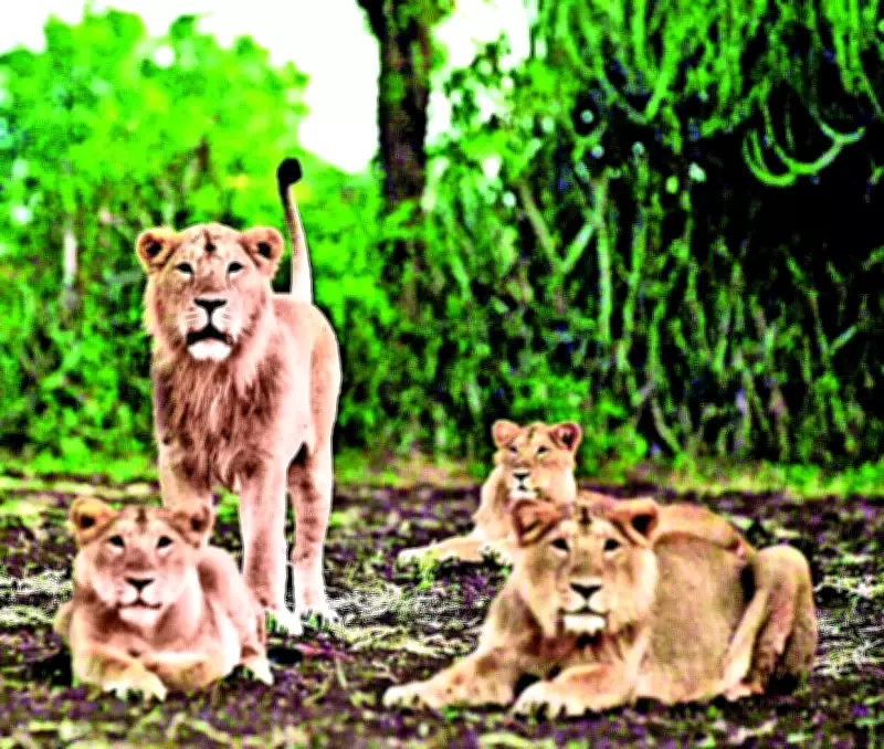 Gir Lion Cubs Deaths: 8 Die in Week, 10km Zone Isolated