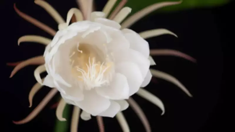 GK Fact of the Day: 8 Stunning Plants That Bloom Only at Night After Sunset
