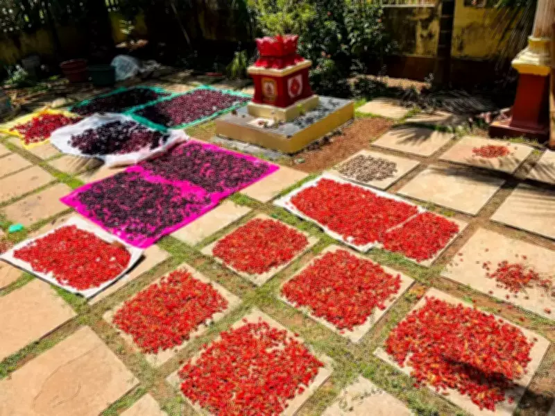 Goa Chilli Farmers Rejoice as Summer Heat Boosts Crop Quality