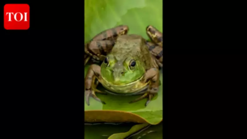 Goa Forest Dept Cracks Down on Bullfrog Poaching Amid Monsoon