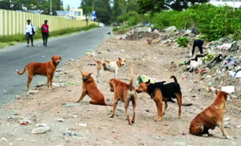 Goa Government Drafts Action Plan to Tackle Stray Dog Menace