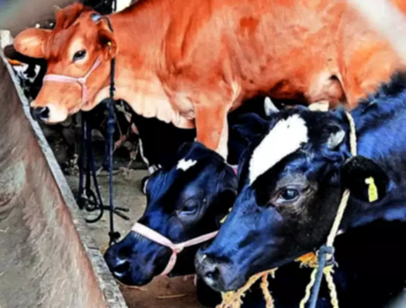 Gokul Dairy Hikes Cow Milk Price by Rs2 Per Litre from May 21