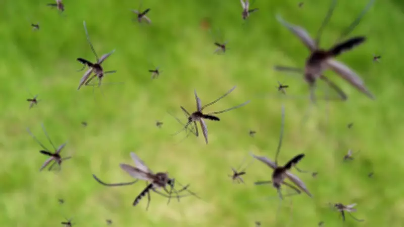 Google to Release Millions of Mosquitoes in California and Florida