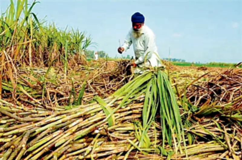 Govt Withdraws Controversial Draft Sugarcane Control Order 2026