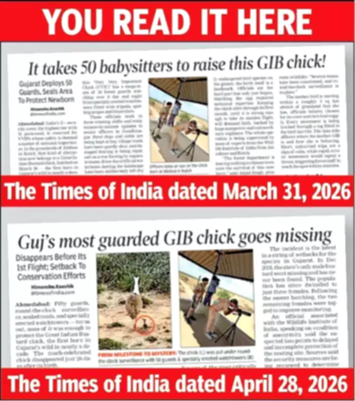 Great Indian Bustard Chick Feared Dead in Gujarat's Naliya Grasslands