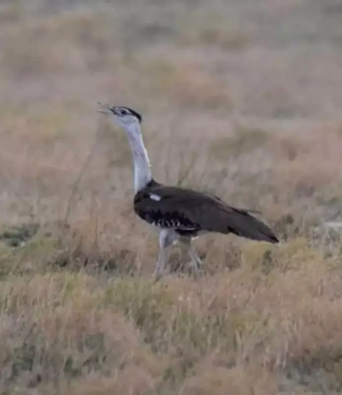 Great Indian Bustard Missing Again in Solapur Waterhole Census