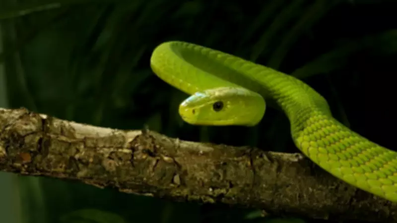 Green Mambas: Silent Hunters of Africa's Coastal Forests