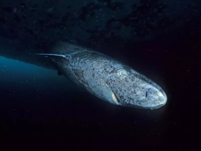 Greenland Shark: 500-Year-Old Predator That Outlives Nations
